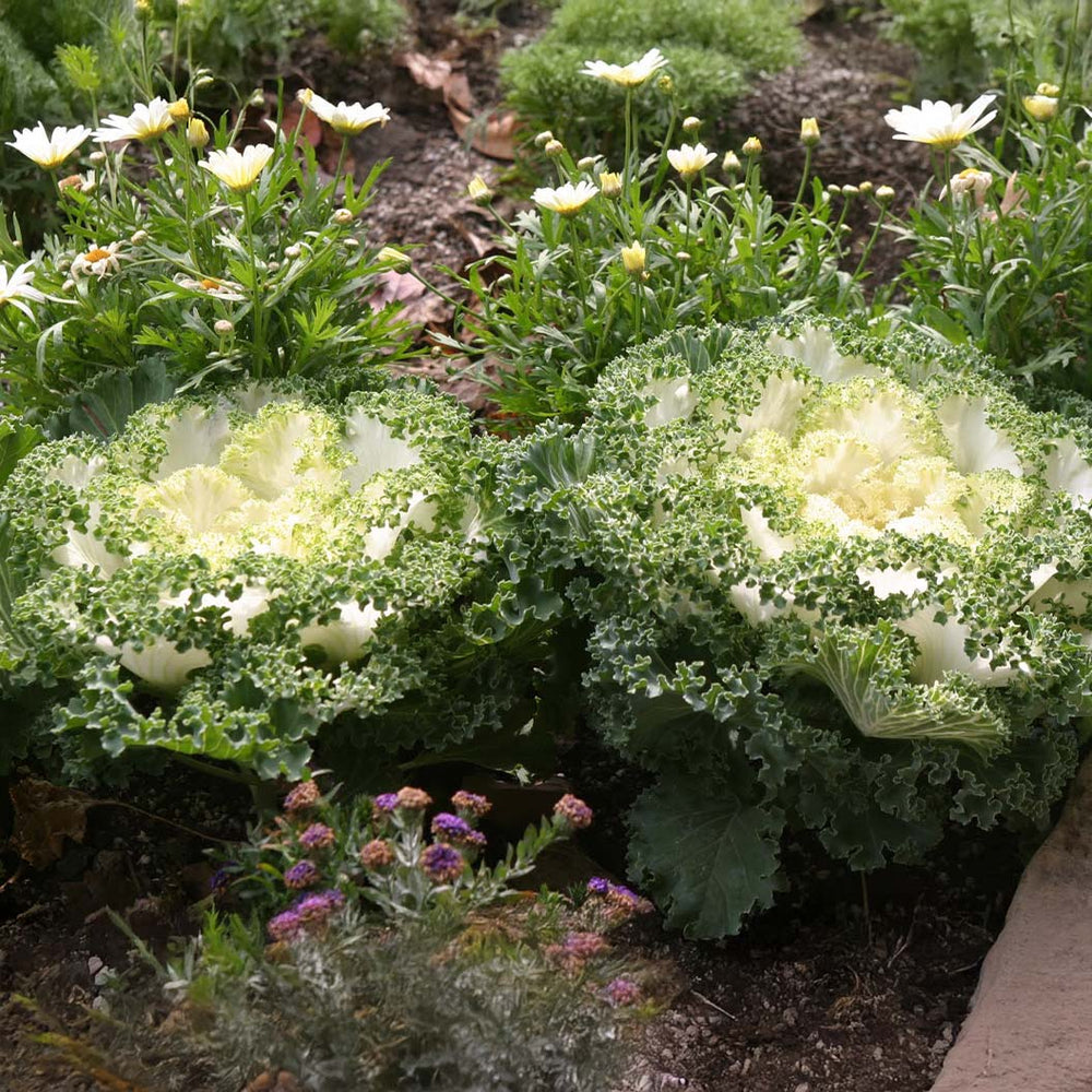 White Kamome Ornamental Kale