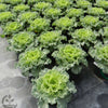 White Kamome Ornamental Kale