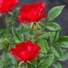 Bloomables® Brick House® Red Rose