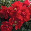 Bloomables® Brick House® Red Rose