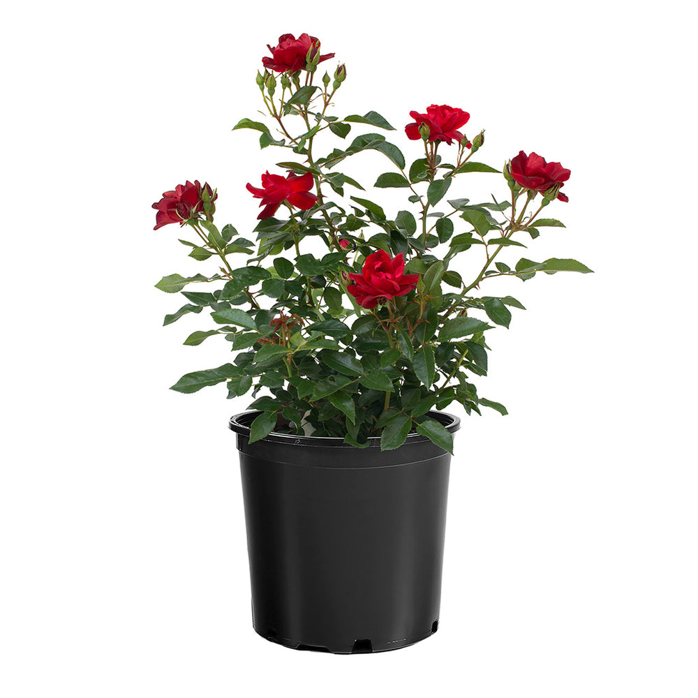 Bloomables® Brick House® Red Rose