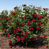 Bloomables® Brick House® Red Rose