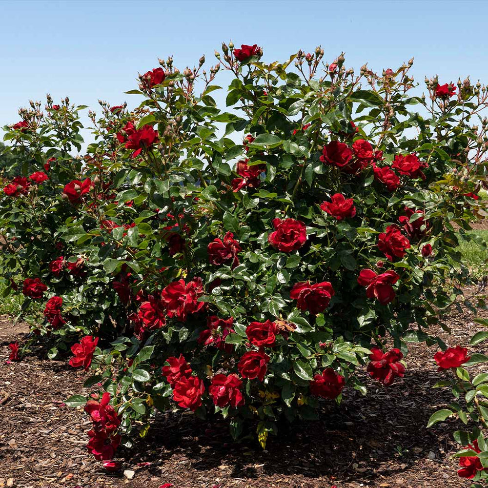 Bloomables® Brick House® Red Rose