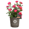 Bloomables® Brick House® Pink Rose