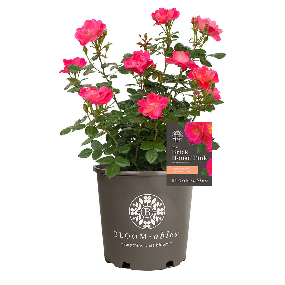 Bloomables® Brick House® Pink Rose