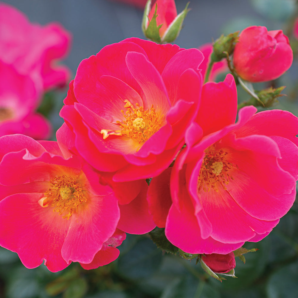 Bloomables® Brick House® Pink Rose