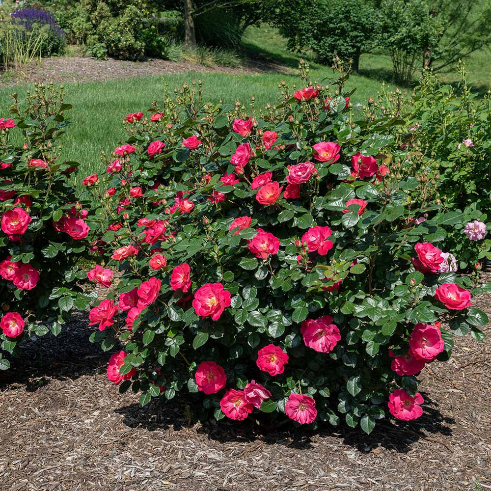 Bloomables® Brick House® Pink Rose