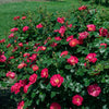 Bloomables® Brick House® Pink Rose