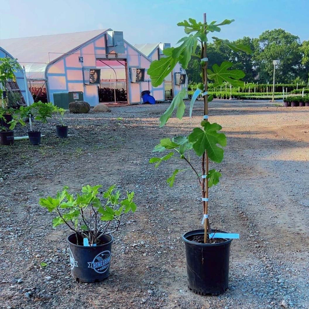 Brown Turkey Fig Tree