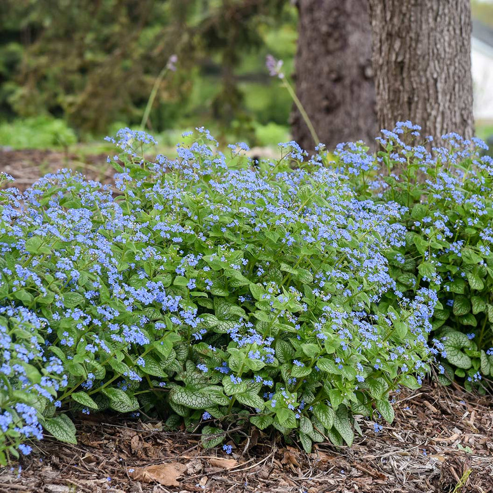 Proven Winners® Jack of Diamonds Brunnera