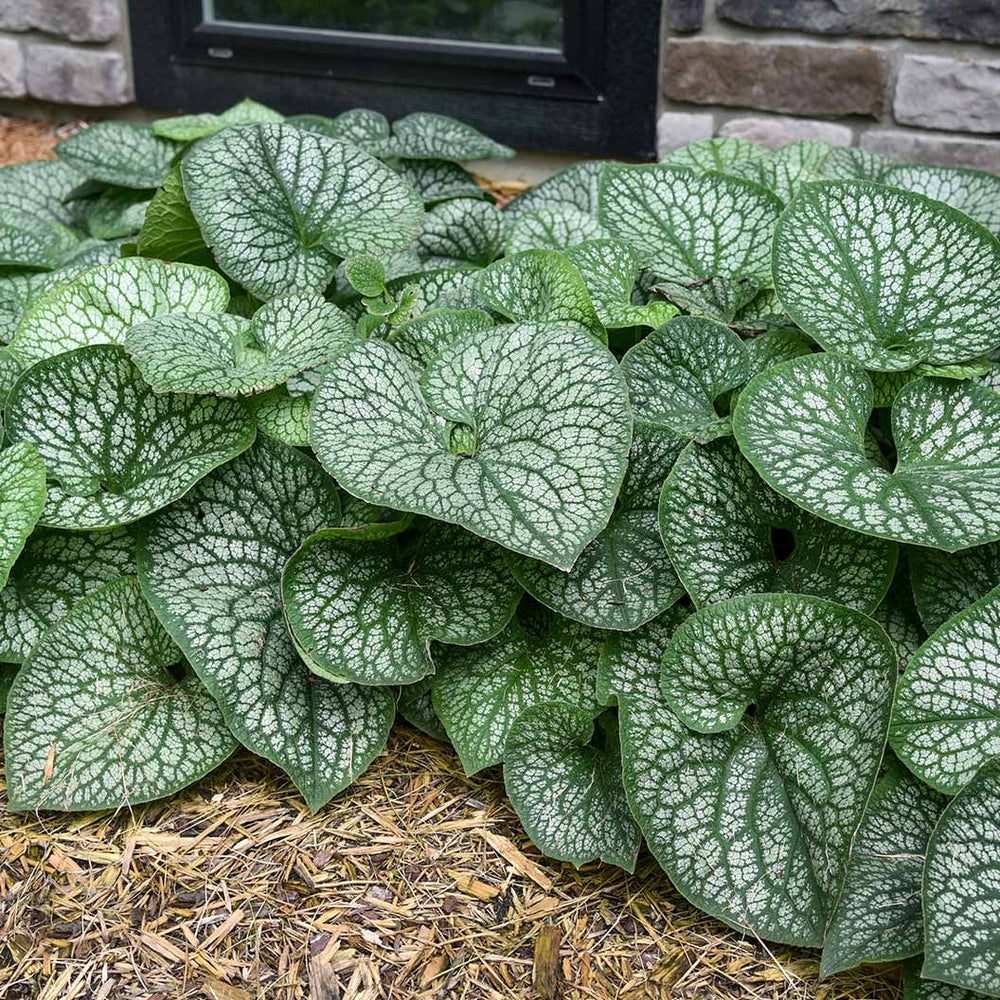 Proven Winners® Jack of Diamonds Brunnera