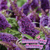 Butterfly Candy® Li'l Grape™ Butterfly Bush
