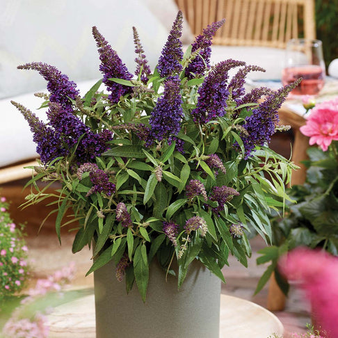 Li'l Grape™ Butterfly Bush