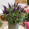 Li'l Grape™ Butterfly Bush