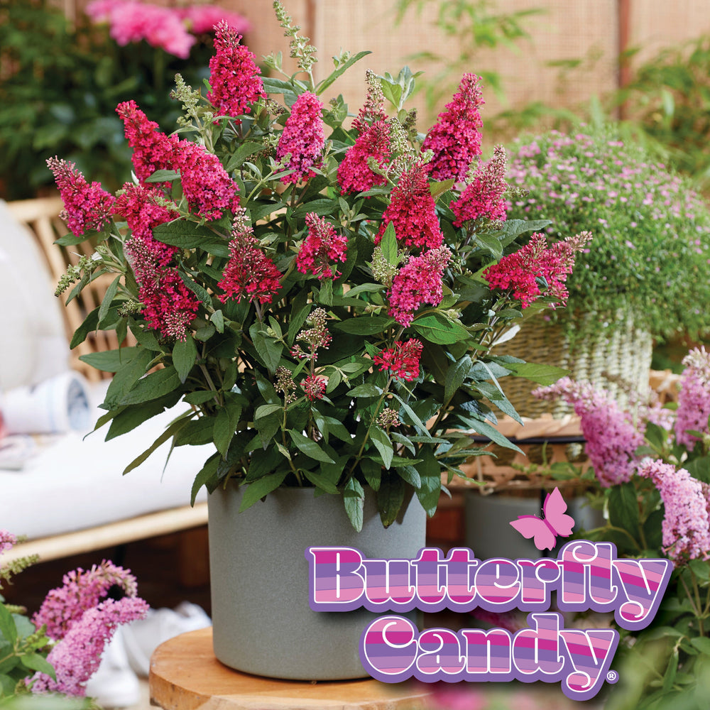 Butterfly Candy® Li'l Raspberry Butterfly Bush
