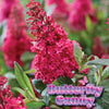 Butterfly Candy® Li'l Raspberry Butterfly Bush