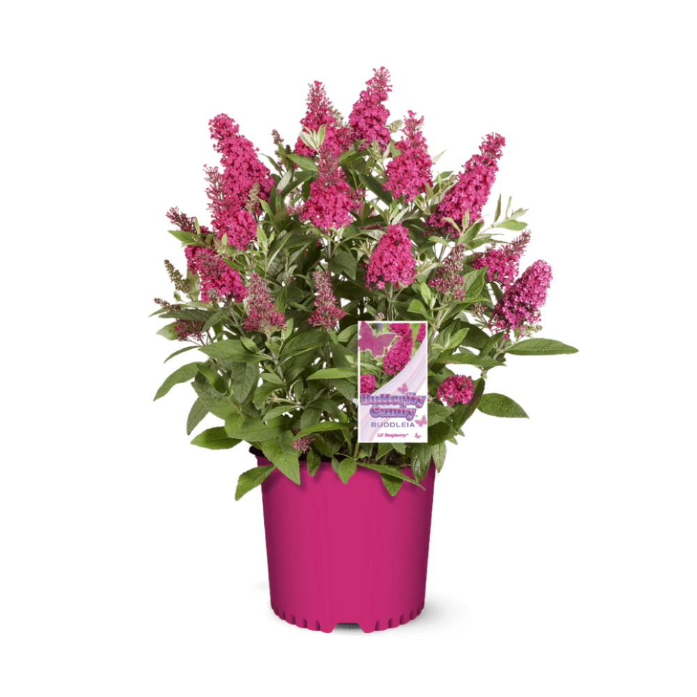 Butterfly Candy® Li'l Raspberry Butterfly Bush