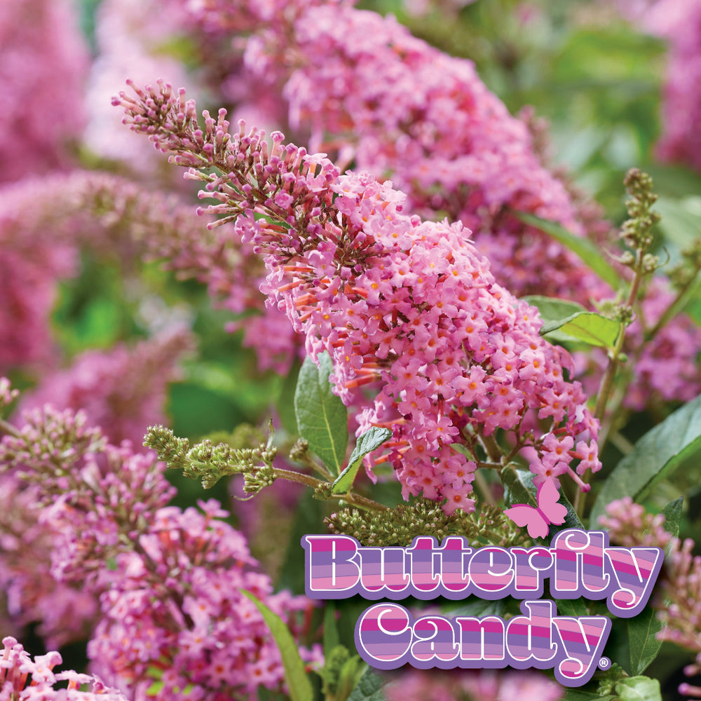 Butterfly Candy® Li'l Taffy™ Butterfly Bush