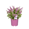 Butterfly Candy® Li'l Taffy™ Butterfly Bush
