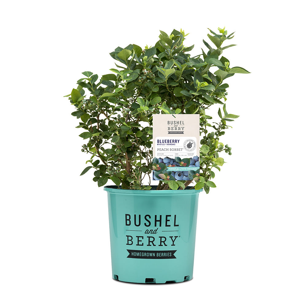 Bushel and Berry® Peach Sorbet™ Blueberry Bush