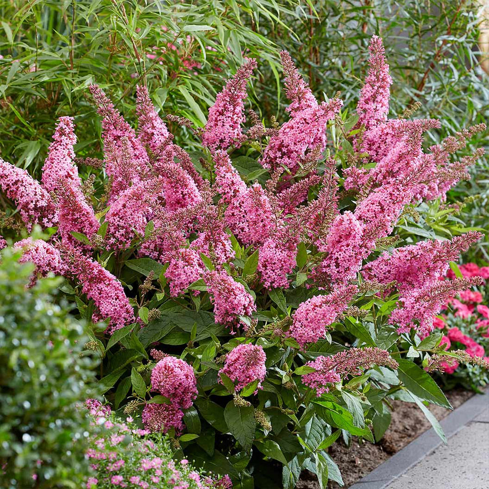 Butterfly Candy® Li'l Taffy™ Butterfly Bush