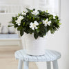 Gardenia Buttons Shrub