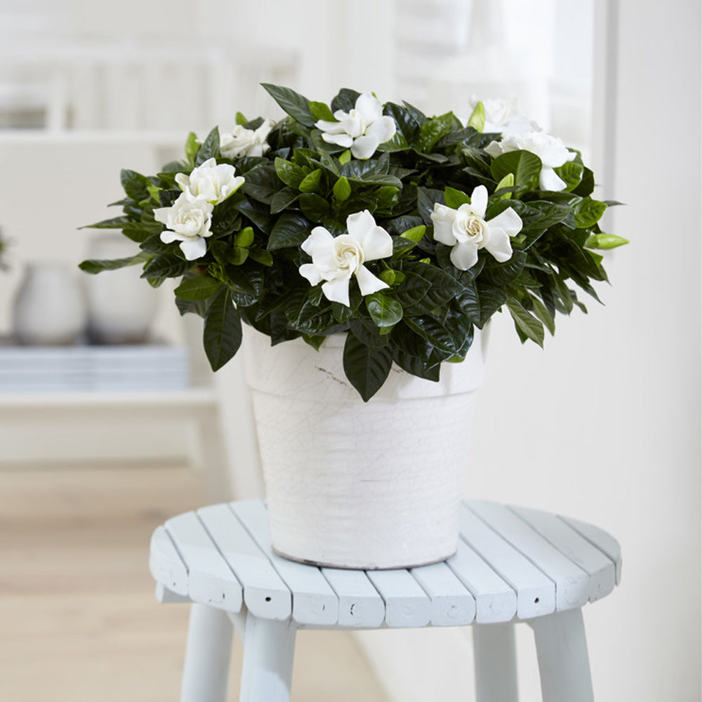 Gardenia Buttons Shrub