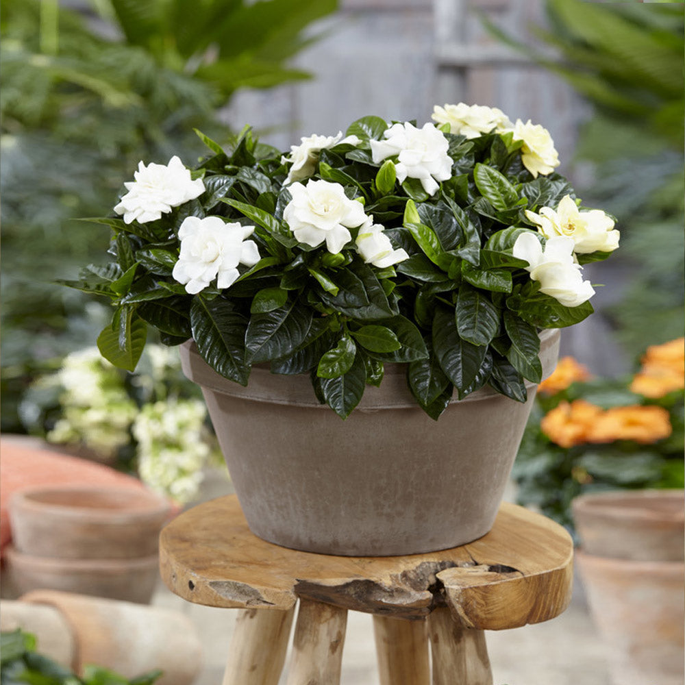Gardenia Buttons Shrub