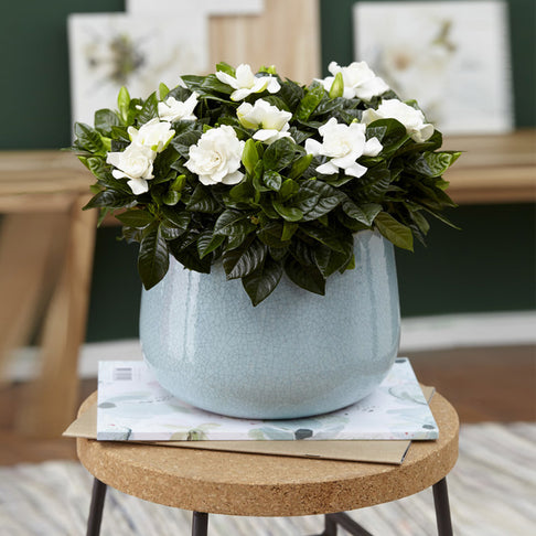 Gardenia Buttons Shrub