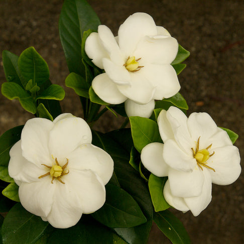 Gardenia Buttons Shrub