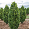 Graham Blandy Boxwood Shrub