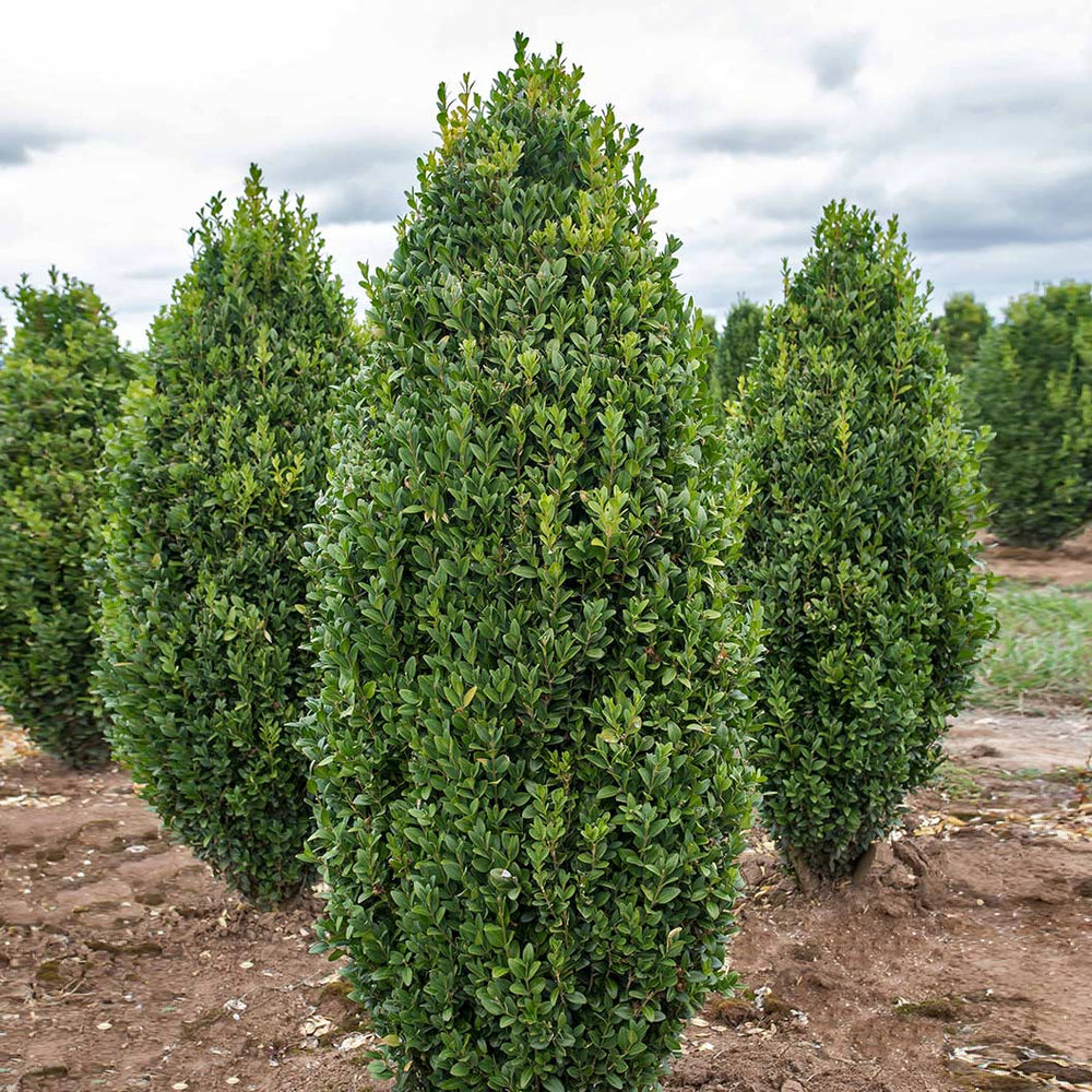 Graham Blandy Boxwood Shrub
