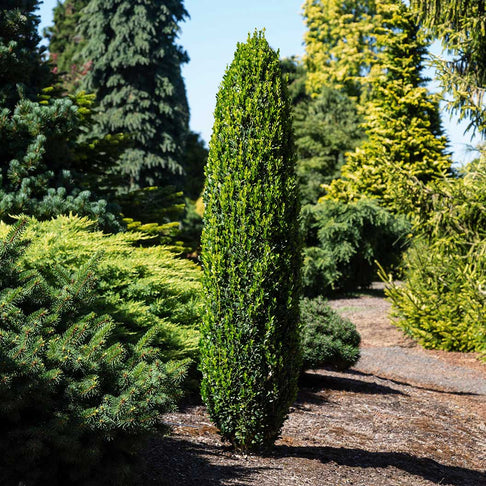 Graham Blandy Boxwood Shrub