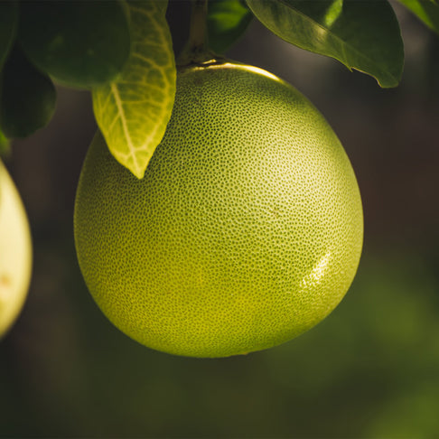 Chandler Pummelo Tree