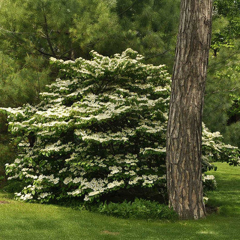 Cherokee Princess® Dogwood