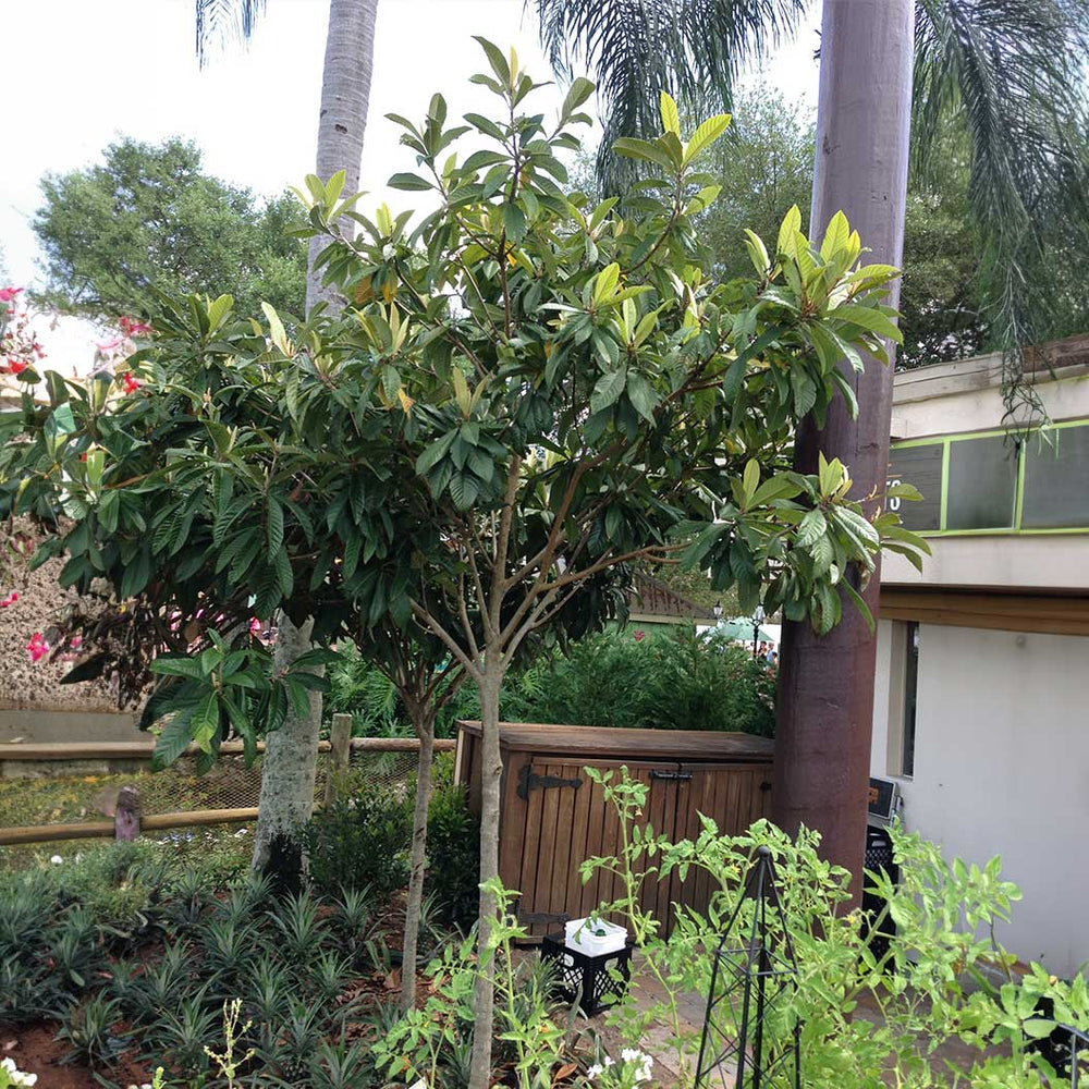 Coppertone Loquat