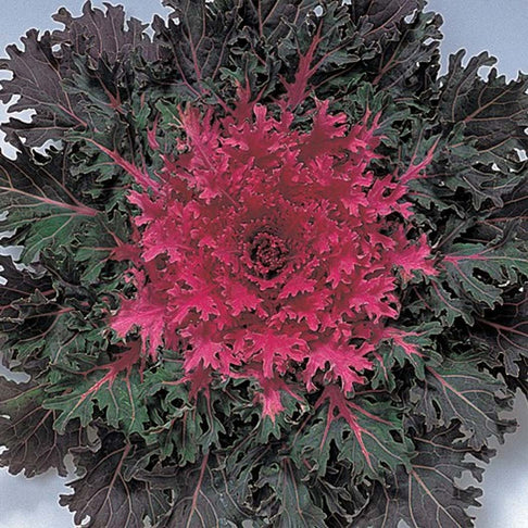 Coral Queen Ornamental Kale