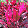 Red Sister Cordyline