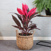 Red Sister Cordyline