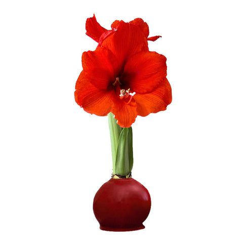 Cranberry Wax-Dipped Amaryllis Bulb with Sovereign Blooms