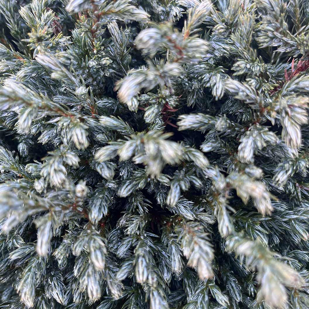 Iseli® Blue Moon Sawara Cypress Shrub