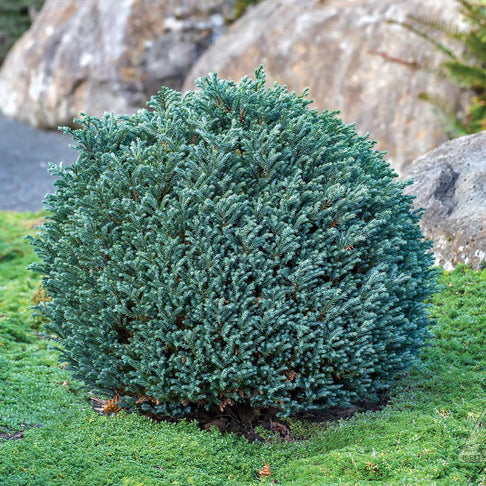 Iseli® Blue Moon Sawara Cypress Shrub