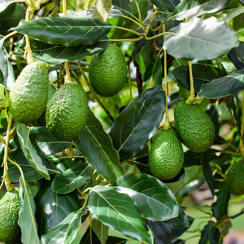 Little Cado Avocado Tree
