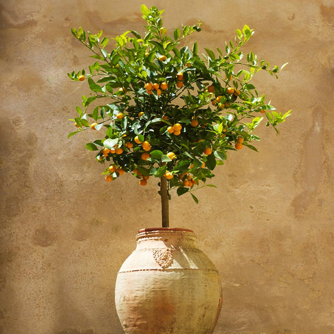 Calamondin Tree