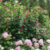 Proven Winners® Aphrodite Sweetshrub
