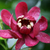 Proven Winners® Aphrodite Sweetshrub