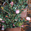 October Magic® Orchid™ Camellia Shrub