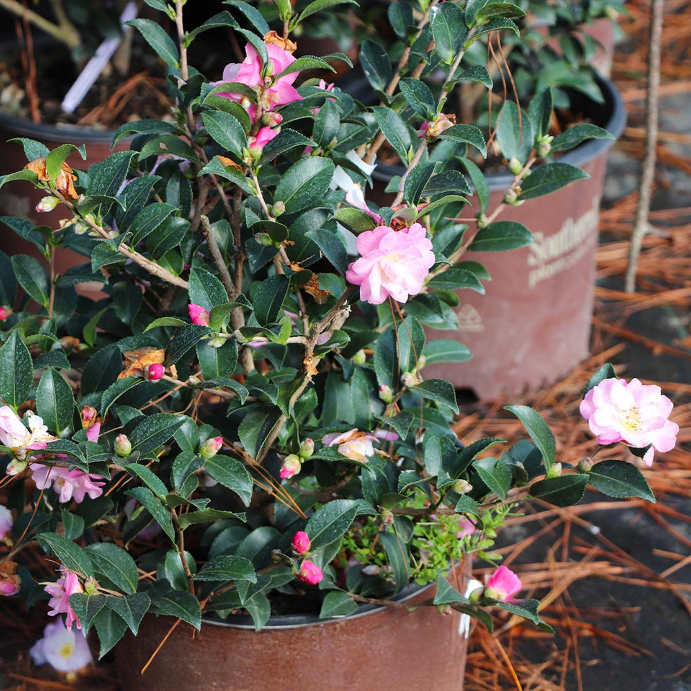 October Magic® Orchid™ Camellia Shrub