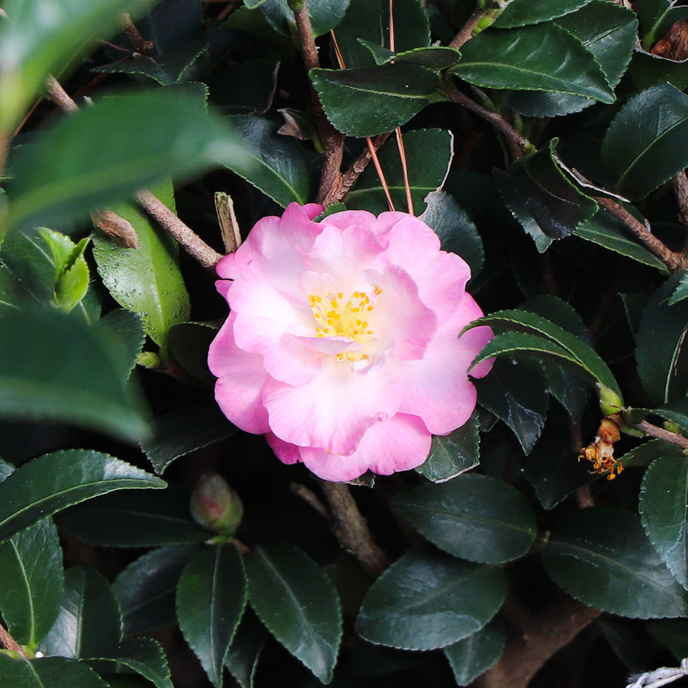 October Magic® Orchid™ Camellia Shrub