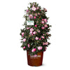 October Magic® Orchid™ Camellia Shrub